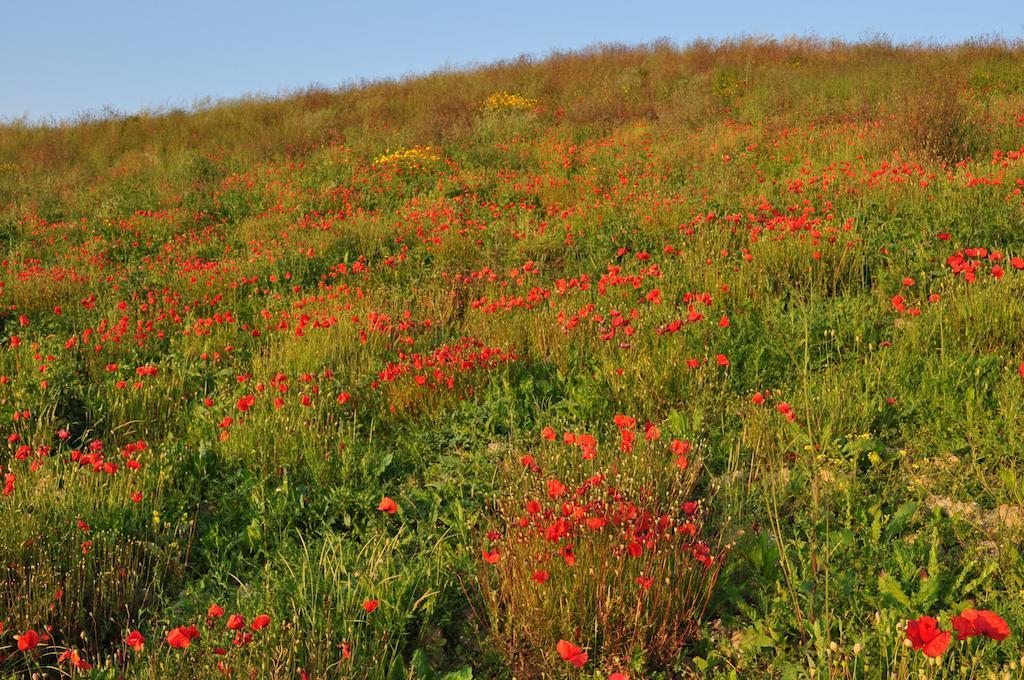 Agriturismo Il Torrione Βίλα Certaldo Εξωτερικό φωτογραφία