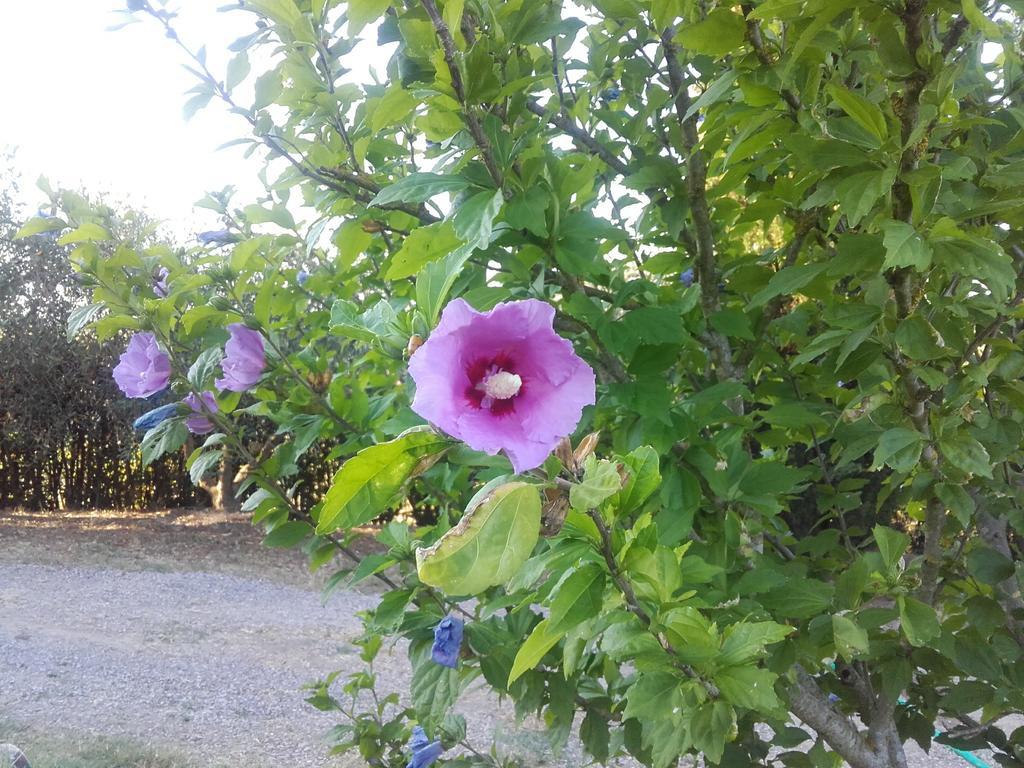 Agriturismo Il Torrione Βίλα Certaldo Εξωτερικό φωτογραφία